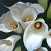 Calla Lillies