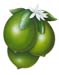 Lime001