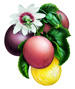 Passsion Fruit