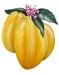 StarFruit001