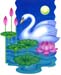 Swan1